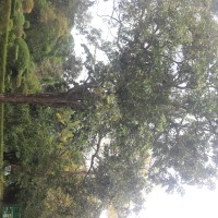 Pterocarpus santalinus L.f.